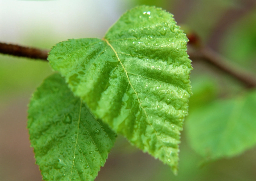 Hojas de menta fresca, origen natural del mentol