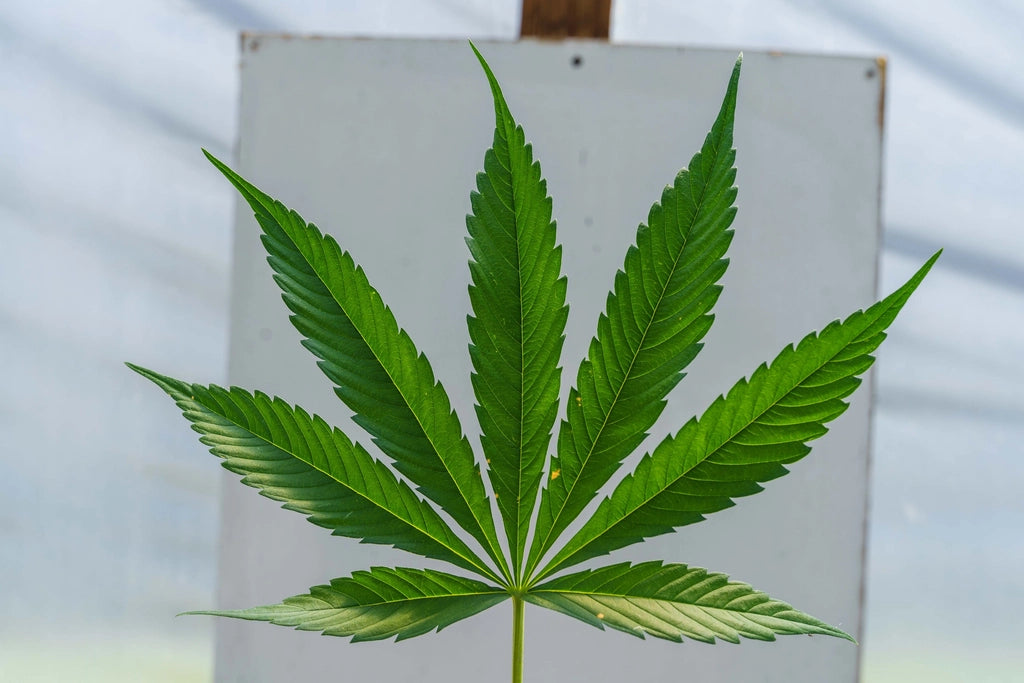 Planta de cáñamo en un cultivo, fuente natural del CBD