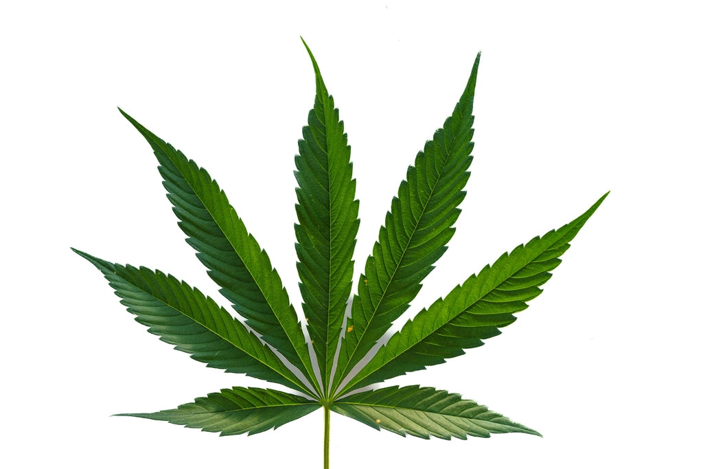 Hoja de cáñamo verde, ingrediente de las pomadas de cannabis con CBD