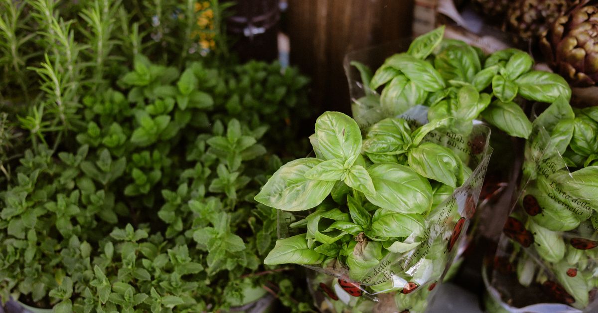 Hierbas y especias aromáticas