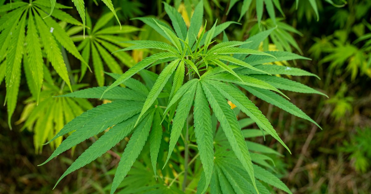 Hojas de cáñamo verde